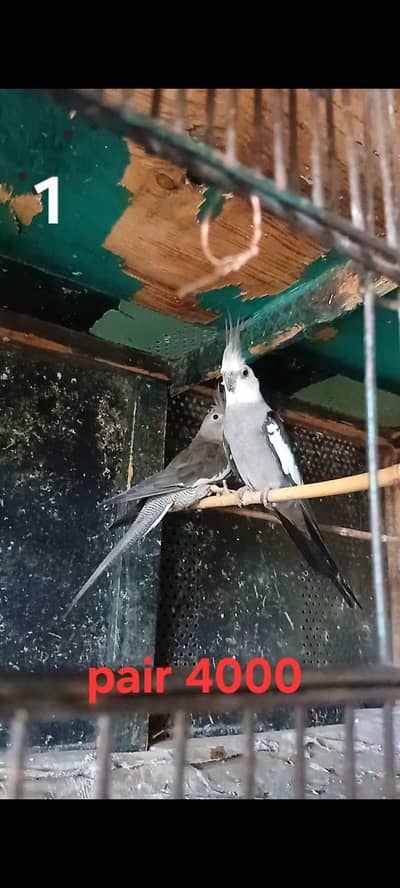 1 Cocktails breeder pair ( o32o644l878)
