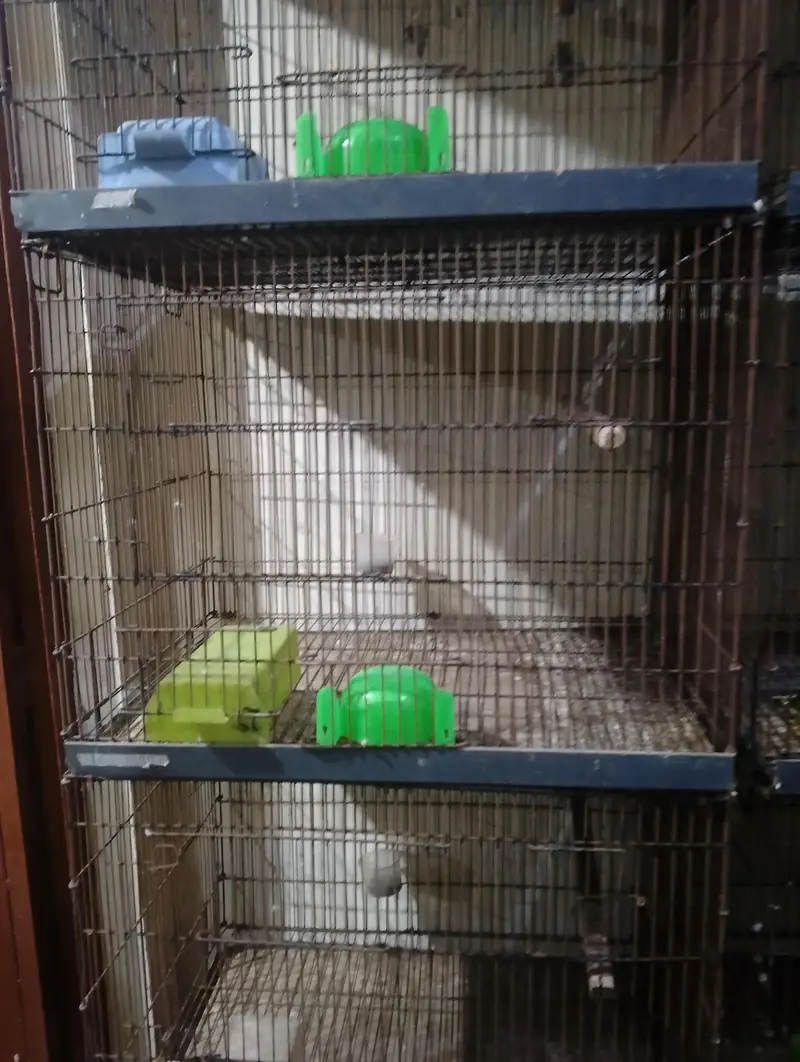Cage Penjra All size — photo 3