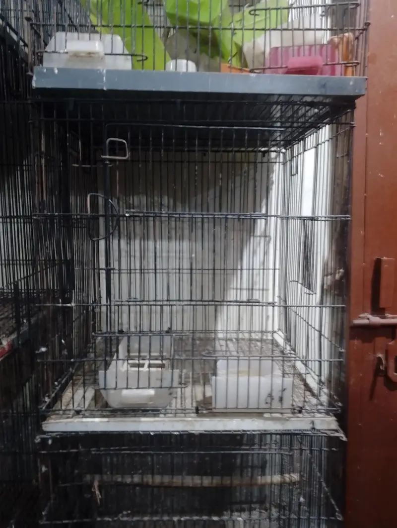 Cage Penjra All size — photo 4