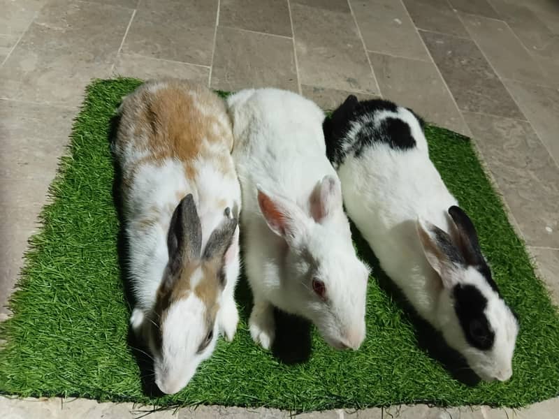fancy rebbits 3