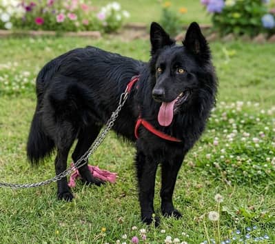Black Shepherd