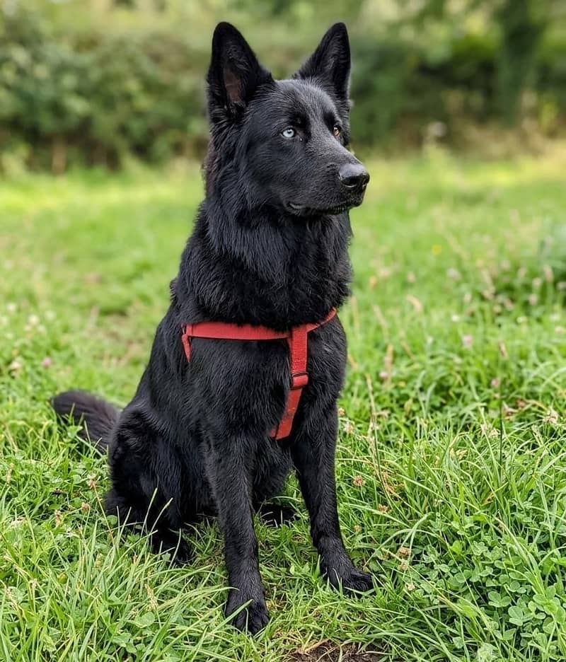 Black Shepherd 1