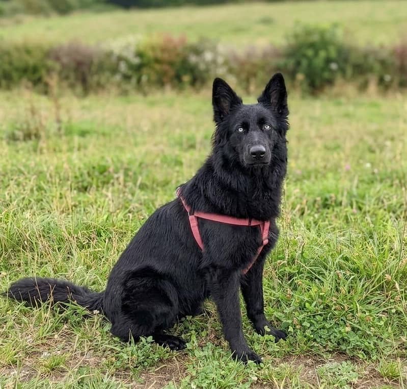 Black Shepherd 2