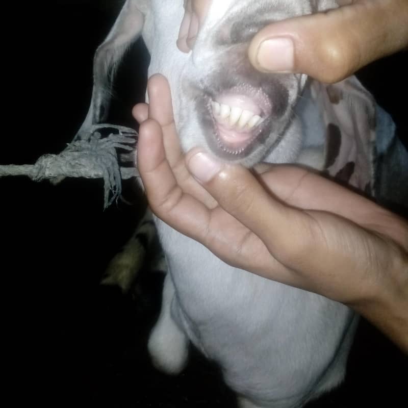 Desi bakra 2