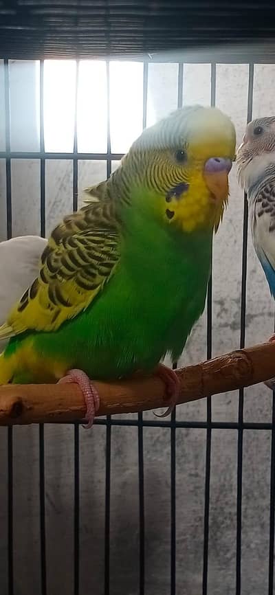healthy an active Breeder pair