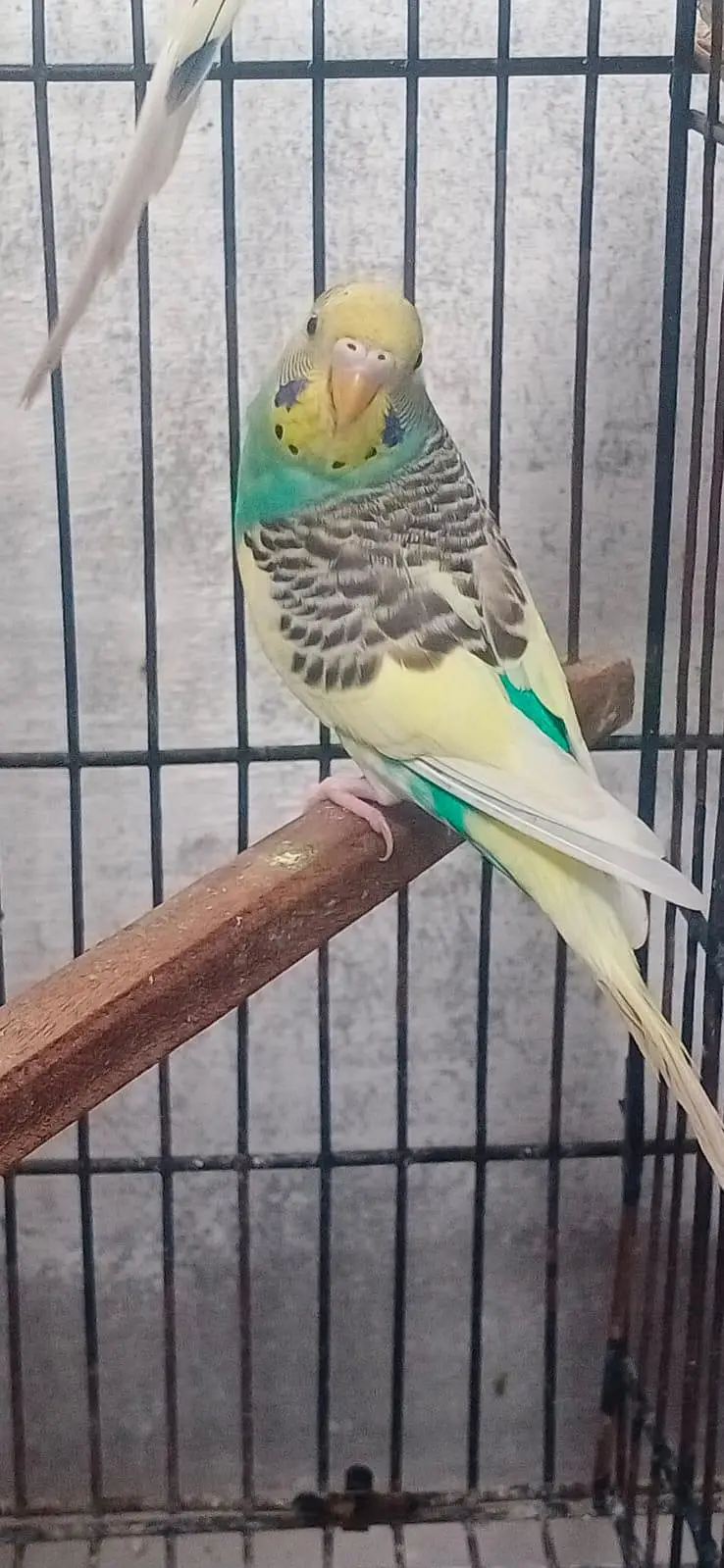 healthy an active Breeder pair — photo 2