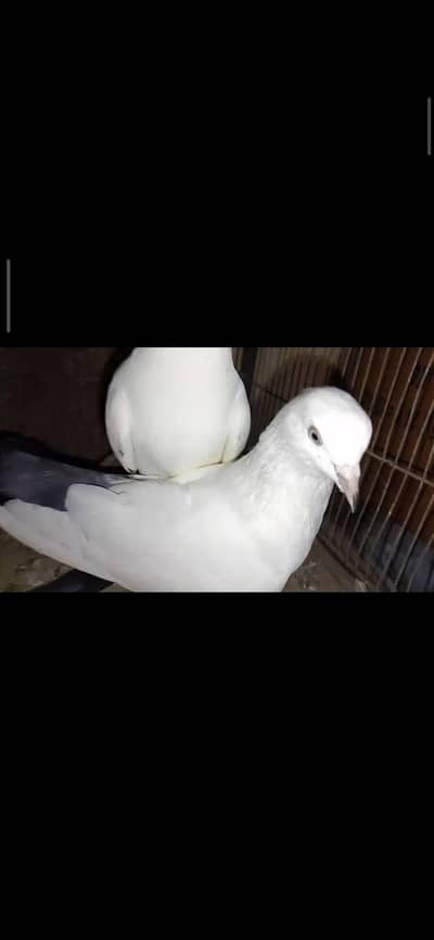 Kalduma Pigeons 3000 Ka 1