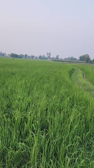 14 Acres Land for Sale Mauza Satoki