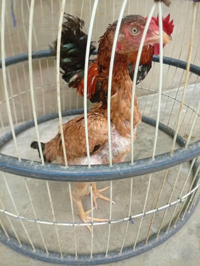 Lakhi murghi for sale