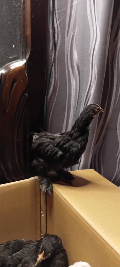 bantam chicks