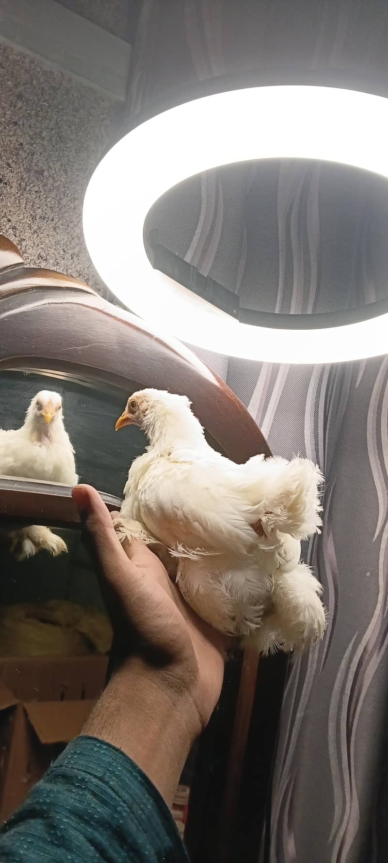 bantam chicks 1