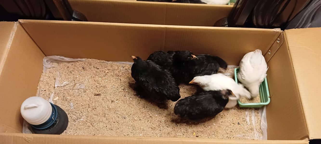 bantam chicks 2