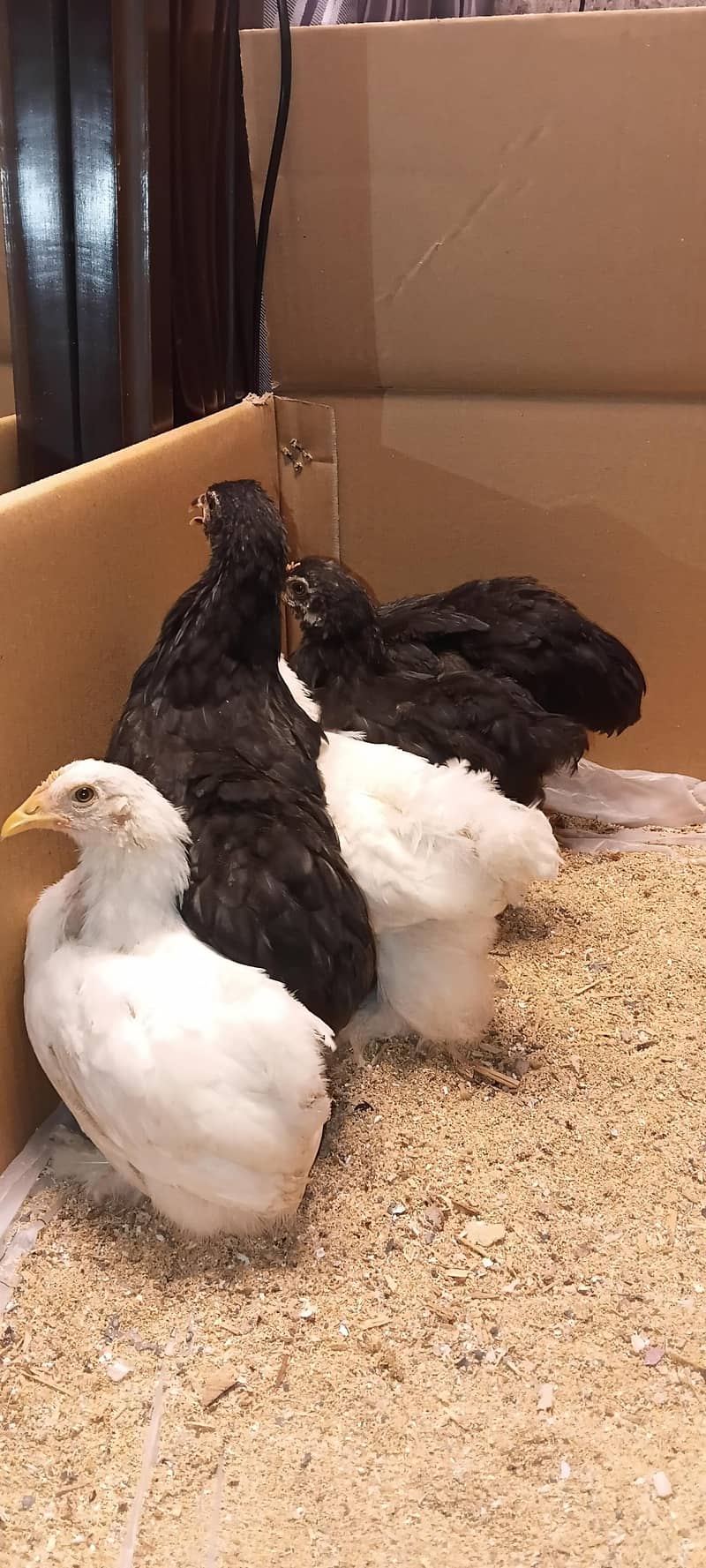 bantam chicks 3