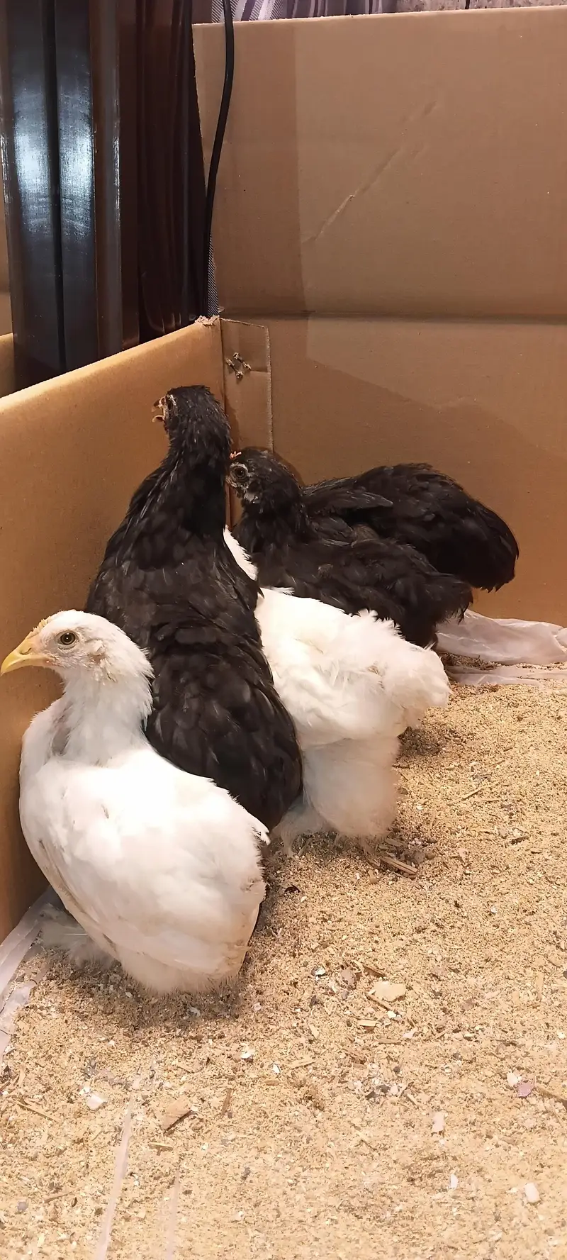 bantam chicks — photo 4