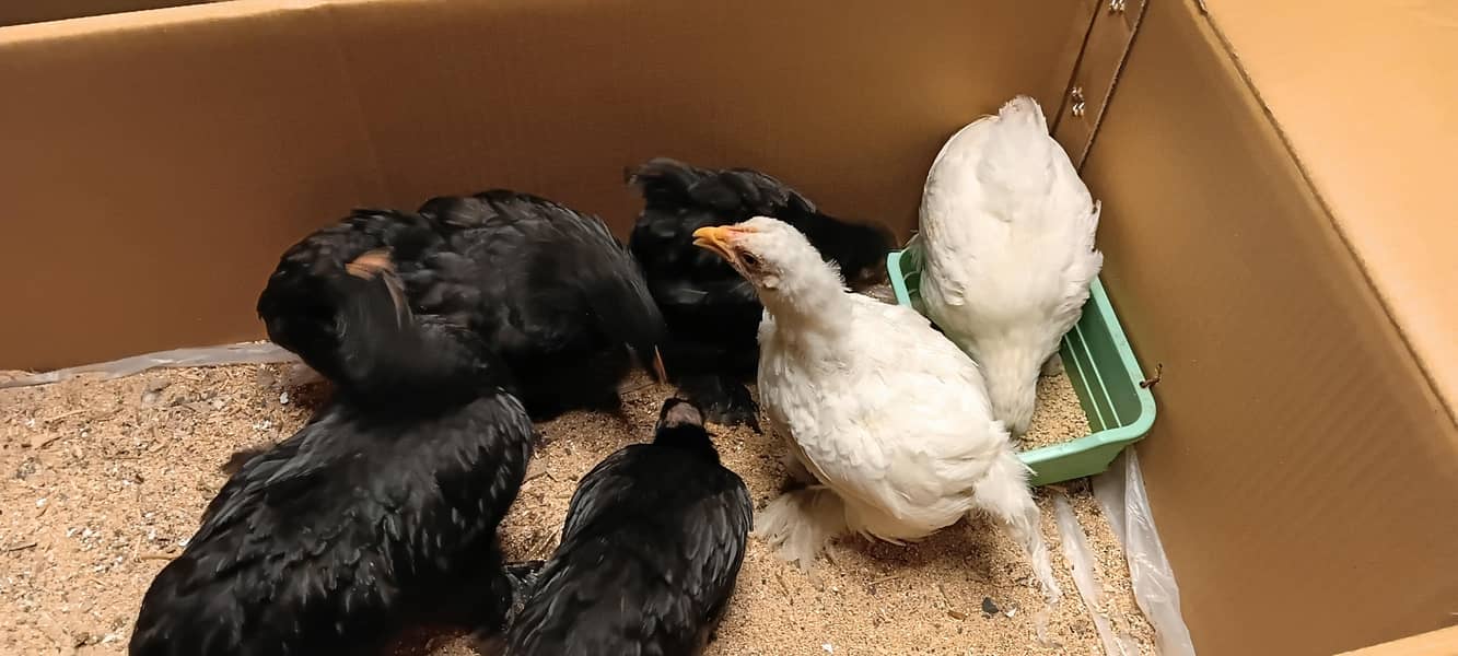bantam chicks 4