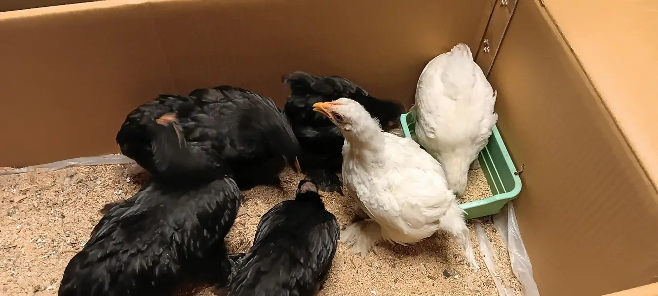 bantam chicks — photo 5