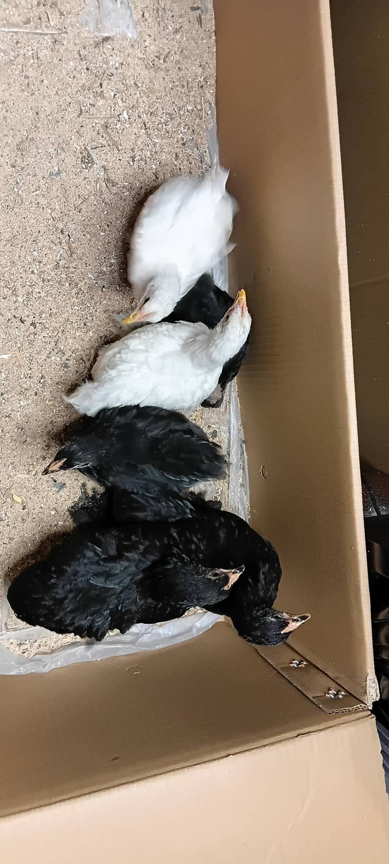 bantam chicks 5