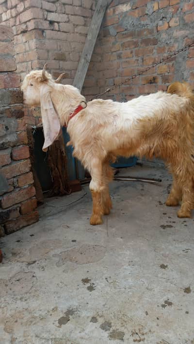 Bakra or bakri