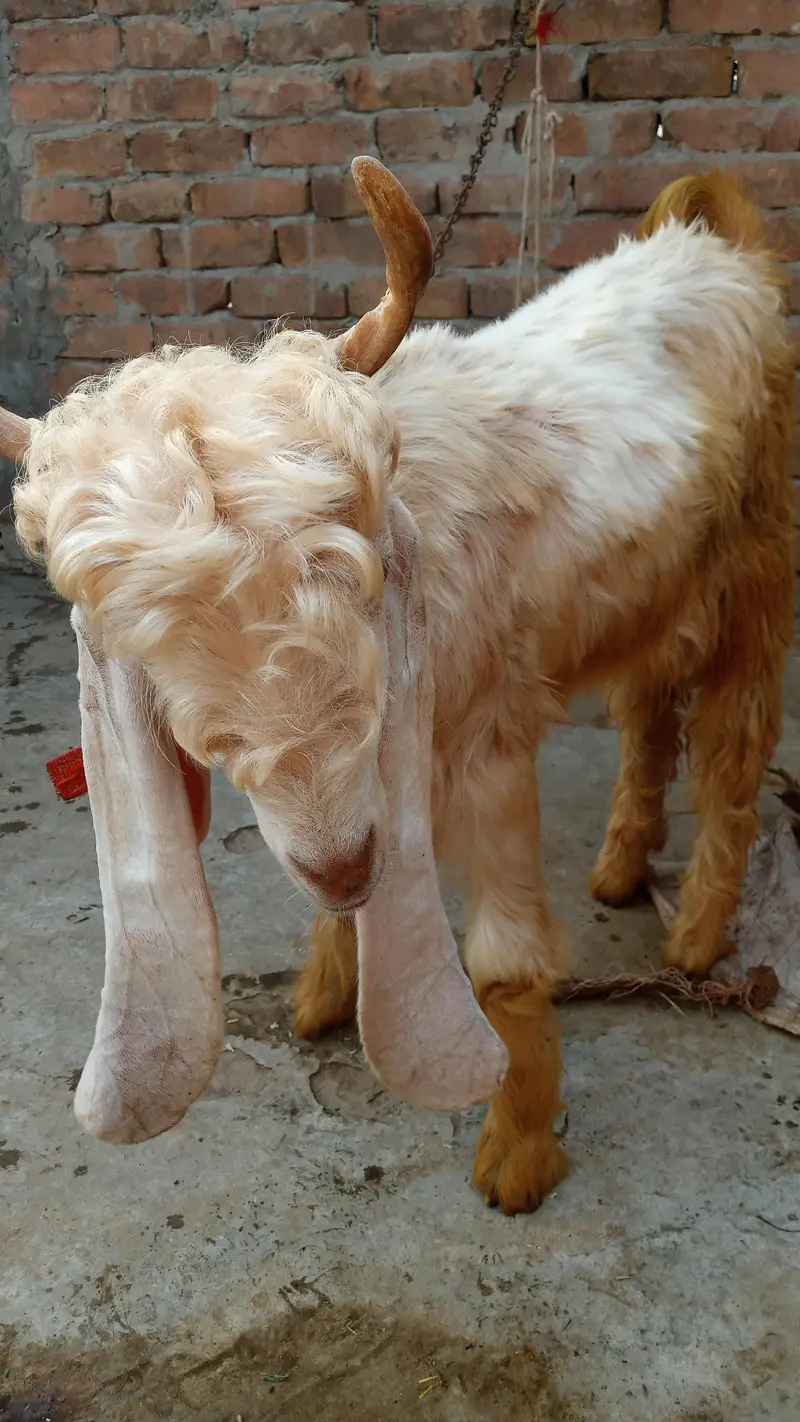 Bakra or bakri — photo 2