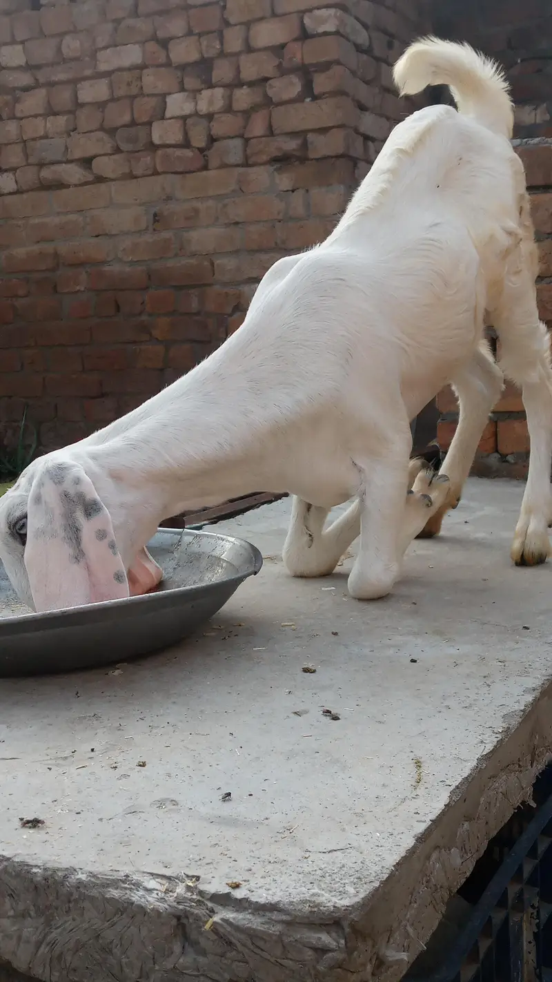 Bakra or bakri — photo 3