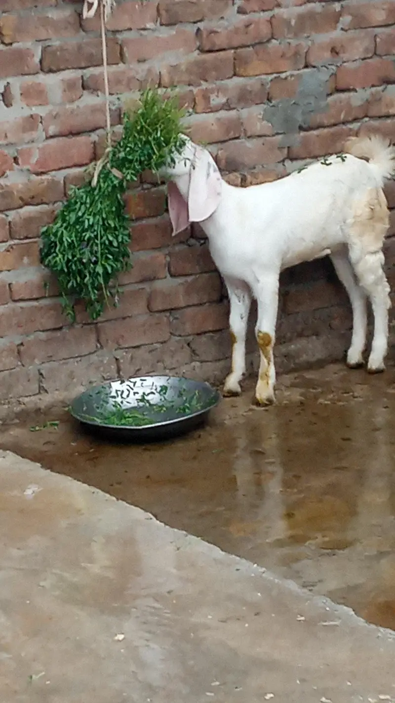 Bakra or bakri — photo 4