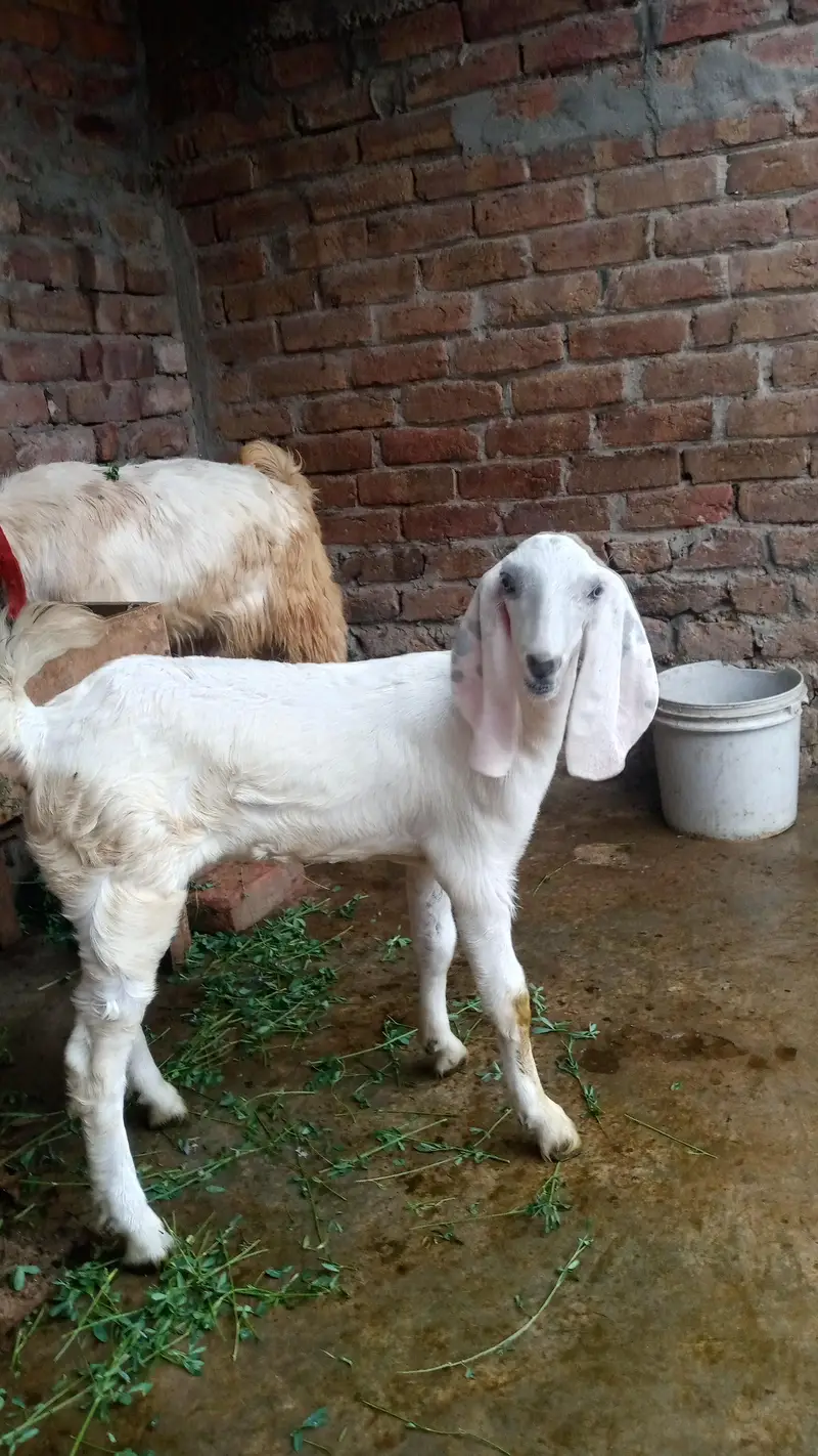 Bakra or bakri — photo 5
