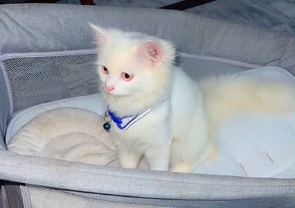Persian Kitten