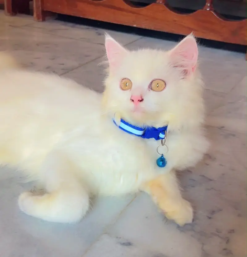 Persian Kitten — photo 2