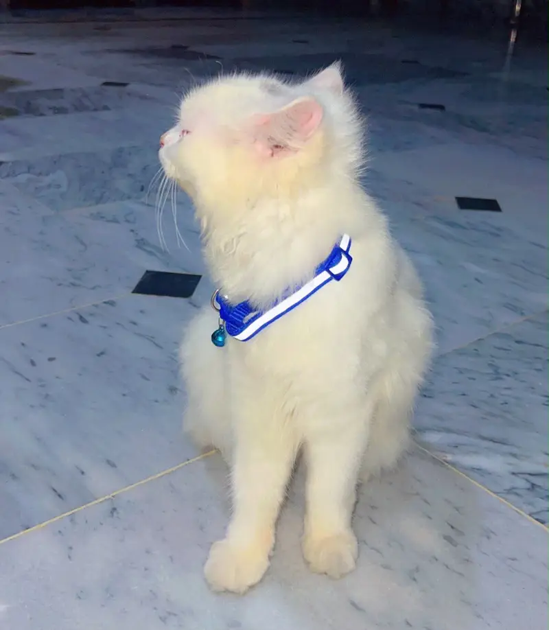 Persian Kitten — photo 3