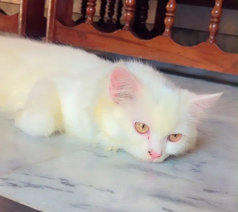 Persian Kitten — photo 4