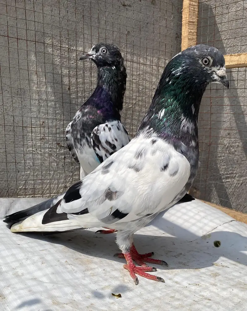 Ali waly teddy bredr pair — photo 2
