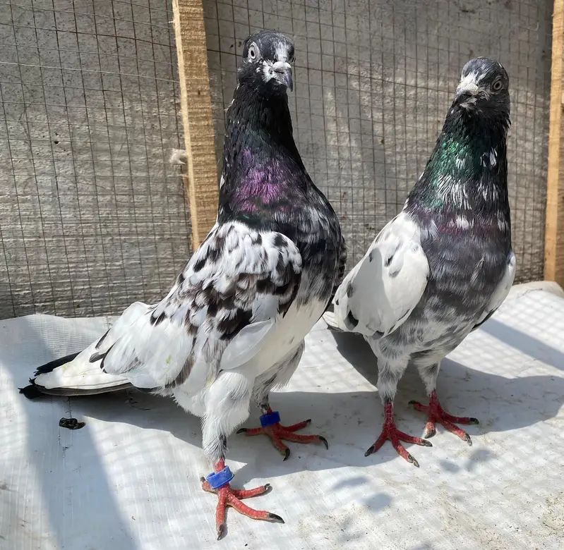 Ali waly teddy bredr pair — photo 6