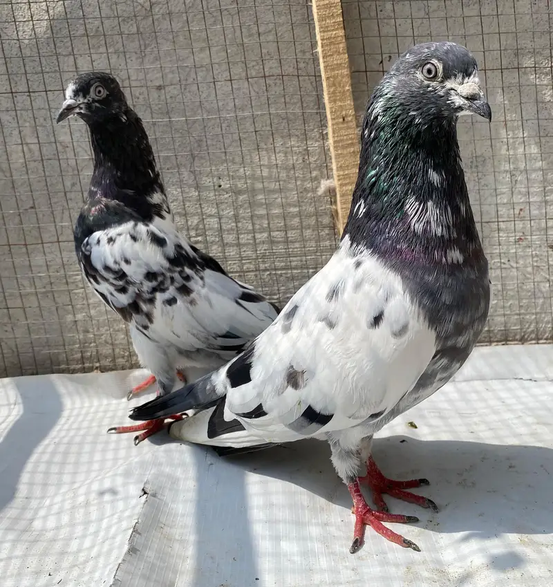 Ali waly teddy bredr pair — photo 7