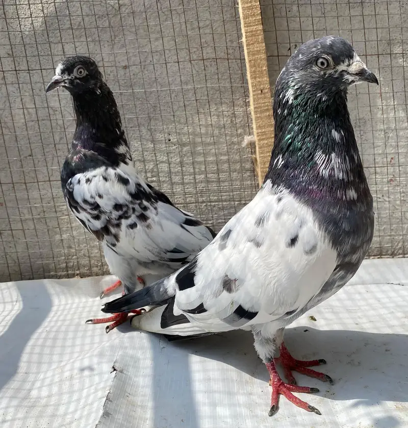 Ali waly teddy bredr pair — photo 8