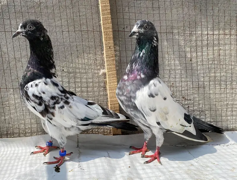 Ali waly teddy bredr pair — photo 9