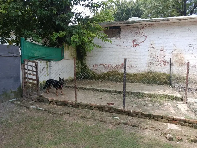 German Shepherd for Sale – Lahore Cantt — photo 2