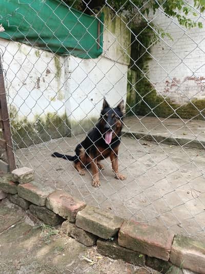 German Shepherd for Sale – Lahore Cantt