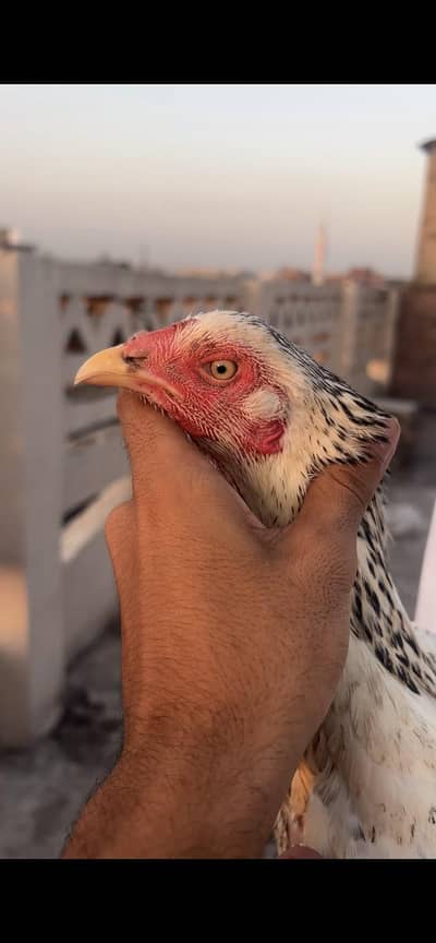 White jawi aseel madi