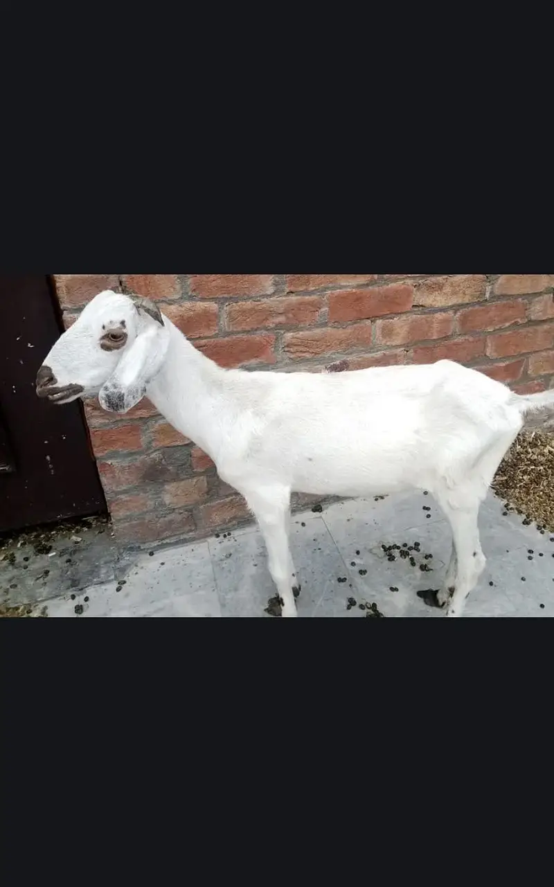 Cross teddy zero size khubsurat bakri — photo 3