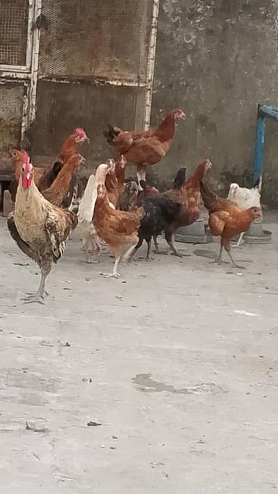 دیسی مرغیاں