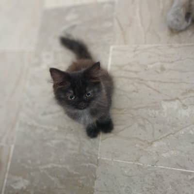 Black persian kitten