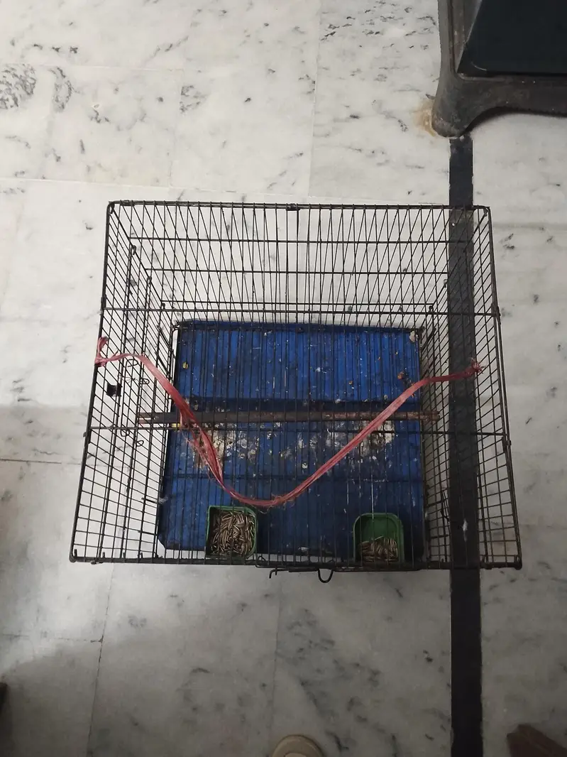 cage for parrots — photo 2