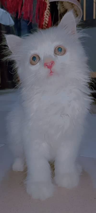 Persian White Baby Cat For Sale