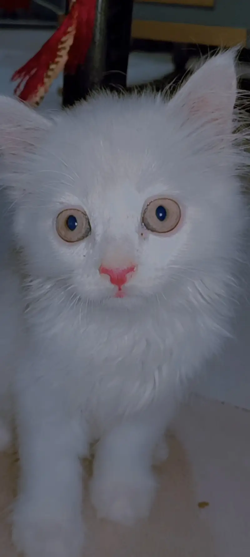 Persian White Baby Cat For Sale — photo 2