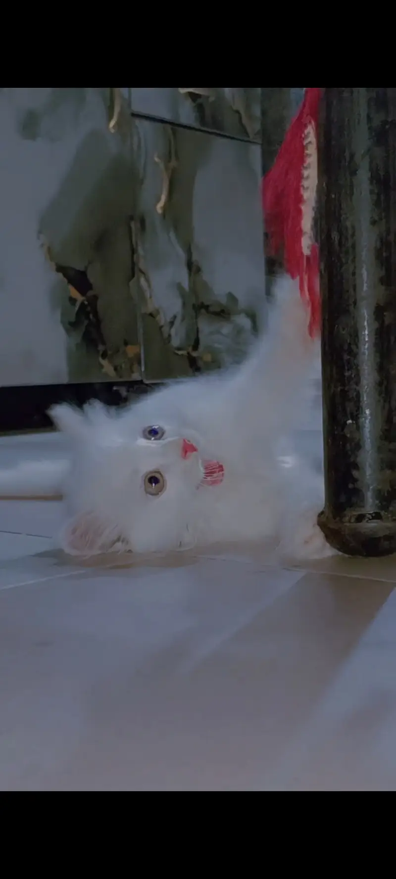 Persian White Baby Cat For Sale — photo 3