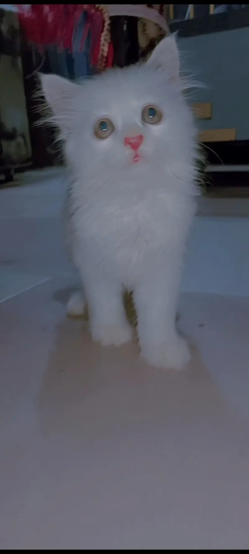 Persian White Baby Cat For Sale — photo 4