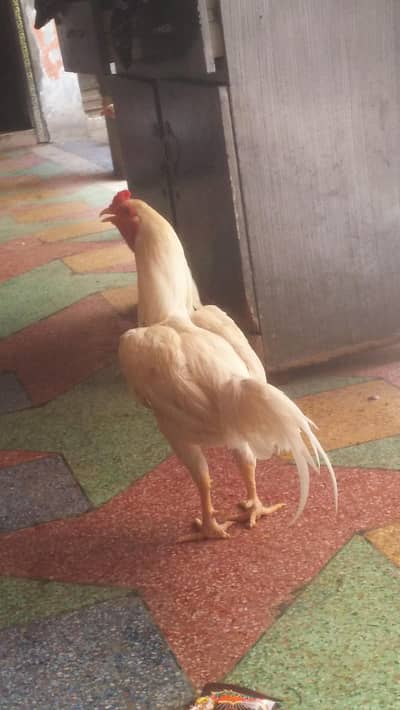 Exchange Possible Hera Aseel Male and Mushki Female
