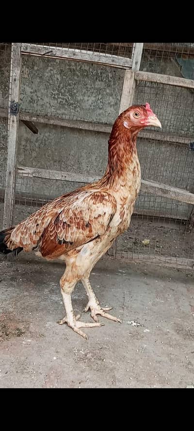 Murgi for sale or exchange full hi healthy and active female h