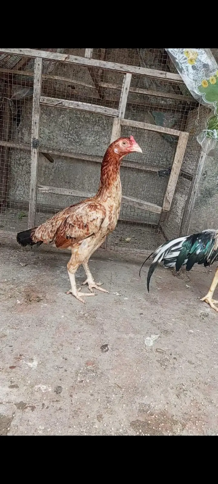 Murgi for sale or exchange full hi healthy and active female h — photo 2
