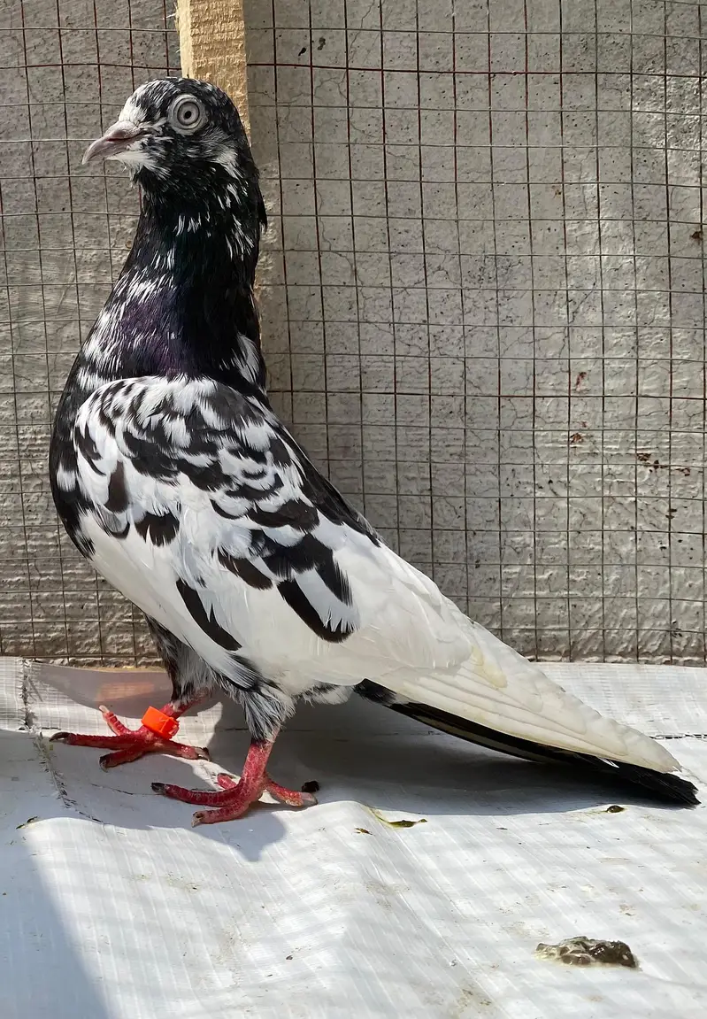 rampuri bredr female — photo 4